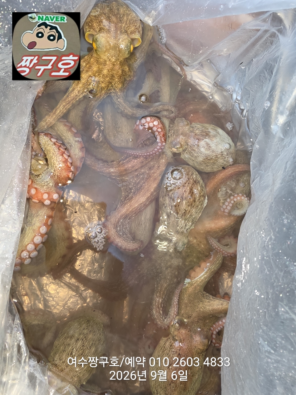 9월 6일 여수 문어 선상낚시 조황 현장 사진 2