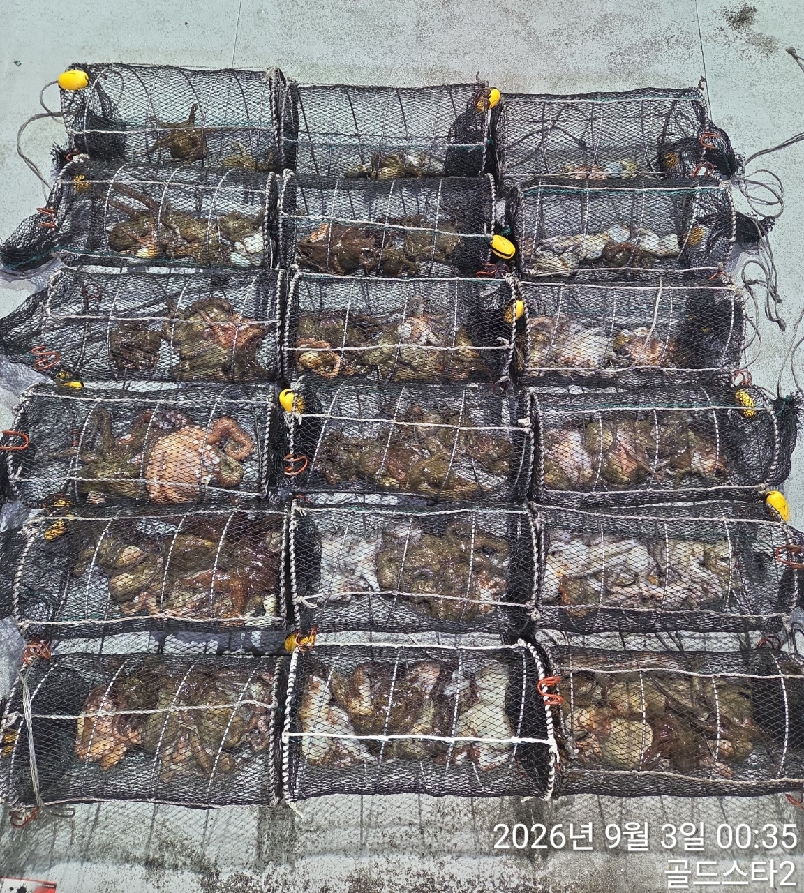 9월 2일 거제 문어 선상낚시 조황 현장 사진 1