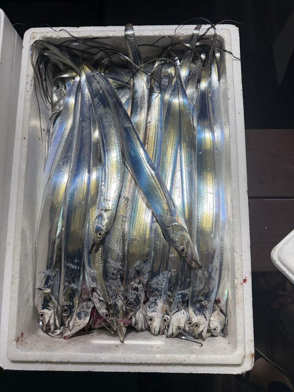 9월 5일 목포 갈치 선상낚시 조황 현장 사진 23