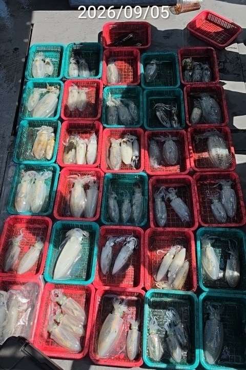 9월 6일 진해 무늬오징어 선상낚시 조황 현장 사진 5