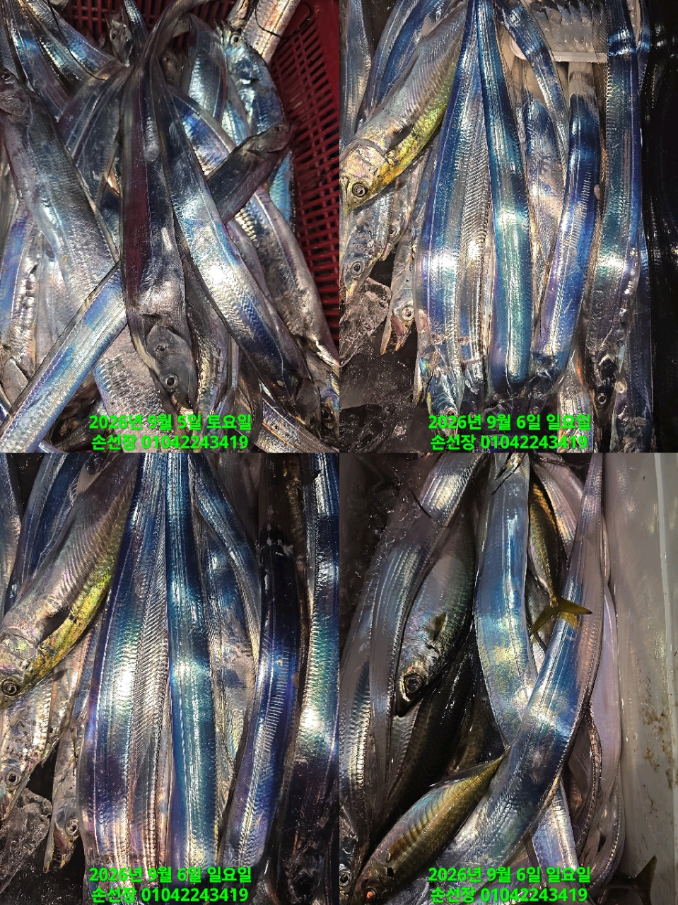 9월 6일 마산 갈치 선상낚시 조황 현장 사진 2