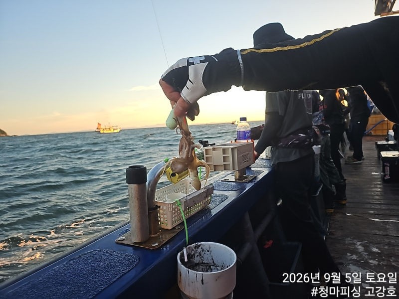 9월 5일 인천 갑오징어 선상낚시 조황 현장 사진 18