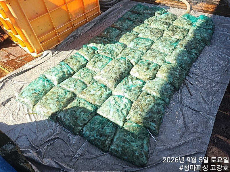 9월 5일 인천 갑오징어 선상낚시 조황 현장 사진 12