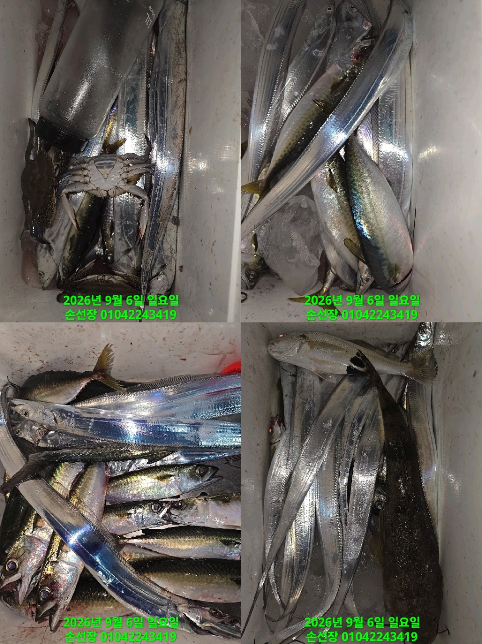 9월 6일 마산 갈치 선상낚시 조황 현장 사진 5