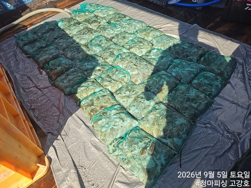9월 5일 인천 갑오징어 선상낚시 조황 현장 사진 13