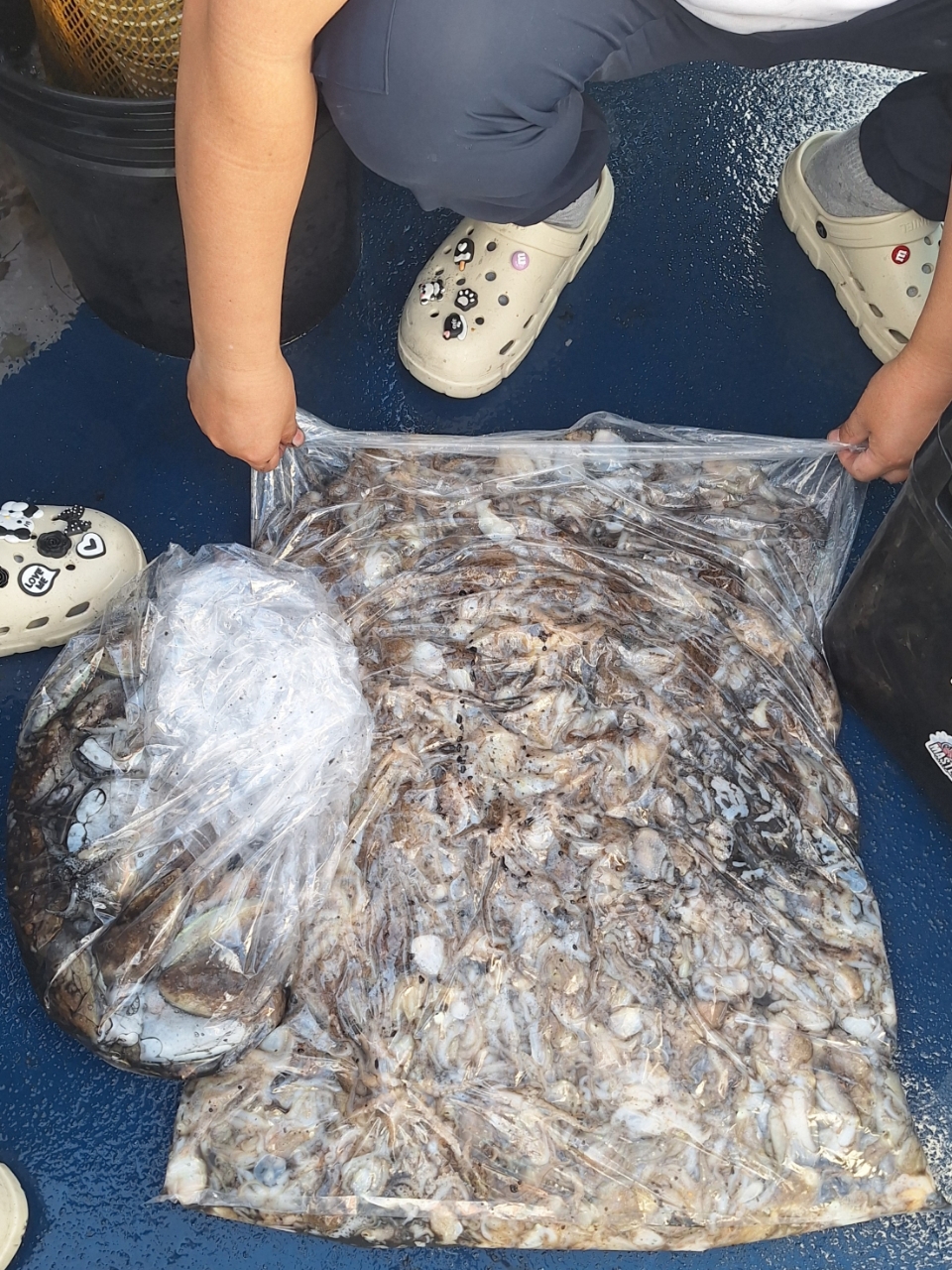 9월 6일 갑오징어 선상낚시 조황 현장 사진 27