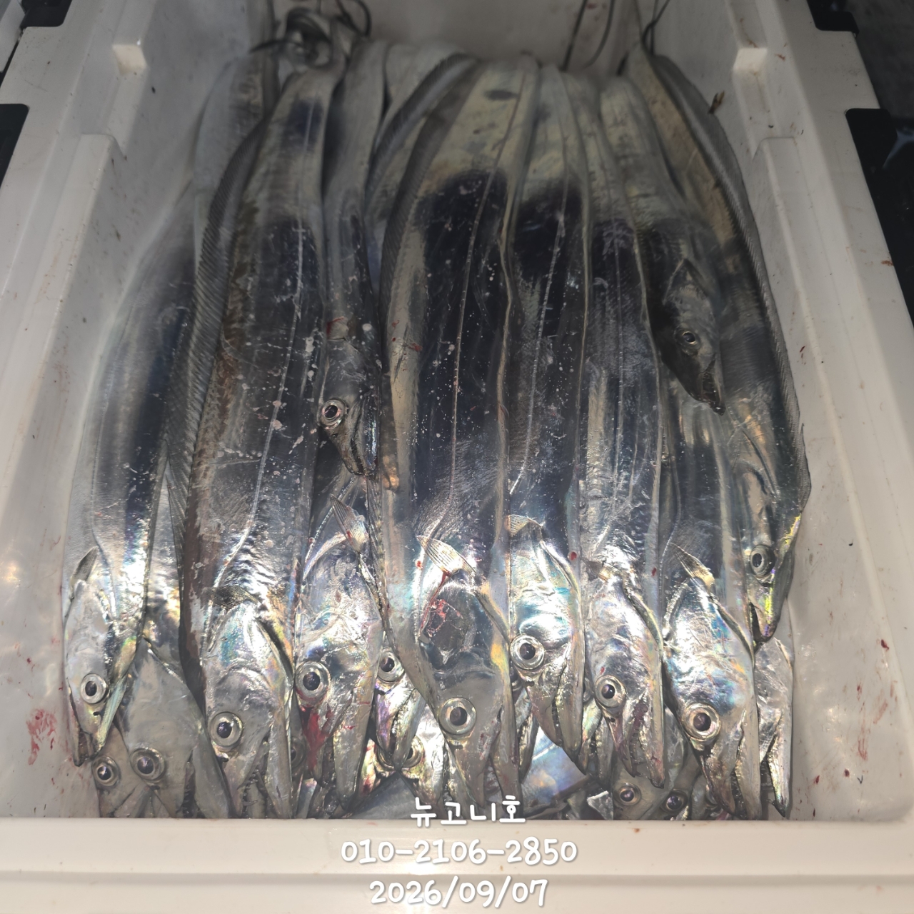 9월 7일 진해 갈치 선상낚시 조황 현장 사진 5