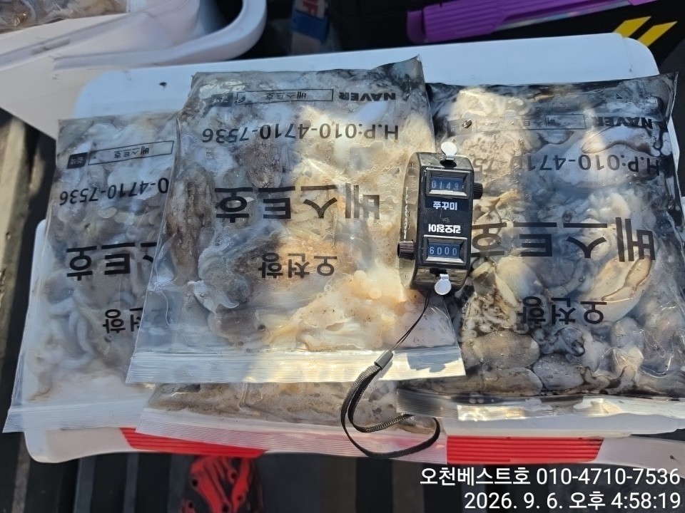 9월 6일 갑오징어 선상낚시 조황 현장 사진 10