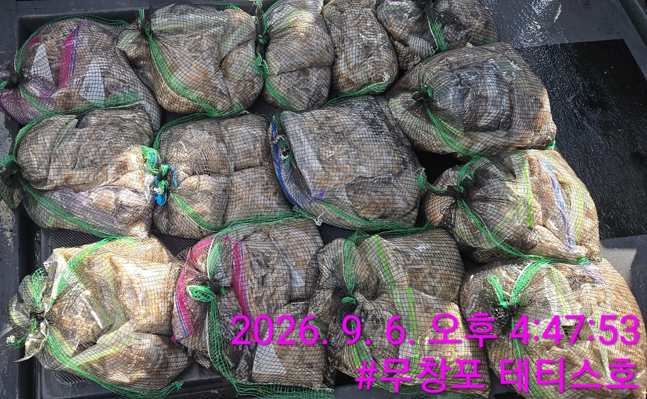 9월 6일 갑오징어 선상낚시 조황 현장 사진 3