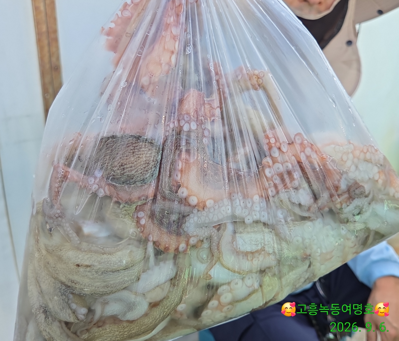9월 7일 고흥 문어 선상낚시 조황 현장 사진 3