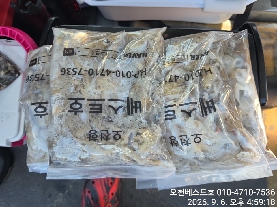 9월 6일 갑오징어 선상낚시 조황 현장 사진 18