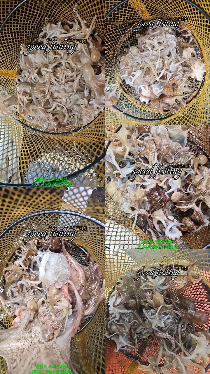 9월 6일 삼천포 주꾸미 선상낚시 조황 현장 사진 5