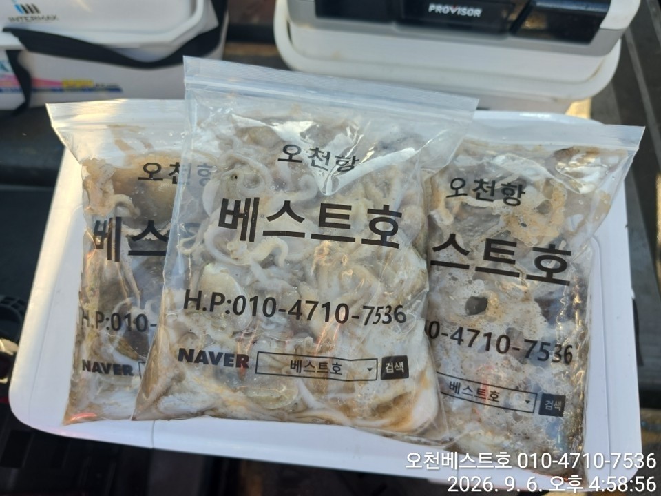 9월 6일 갑오징어 선상낚시 조황 현장 사진 14
