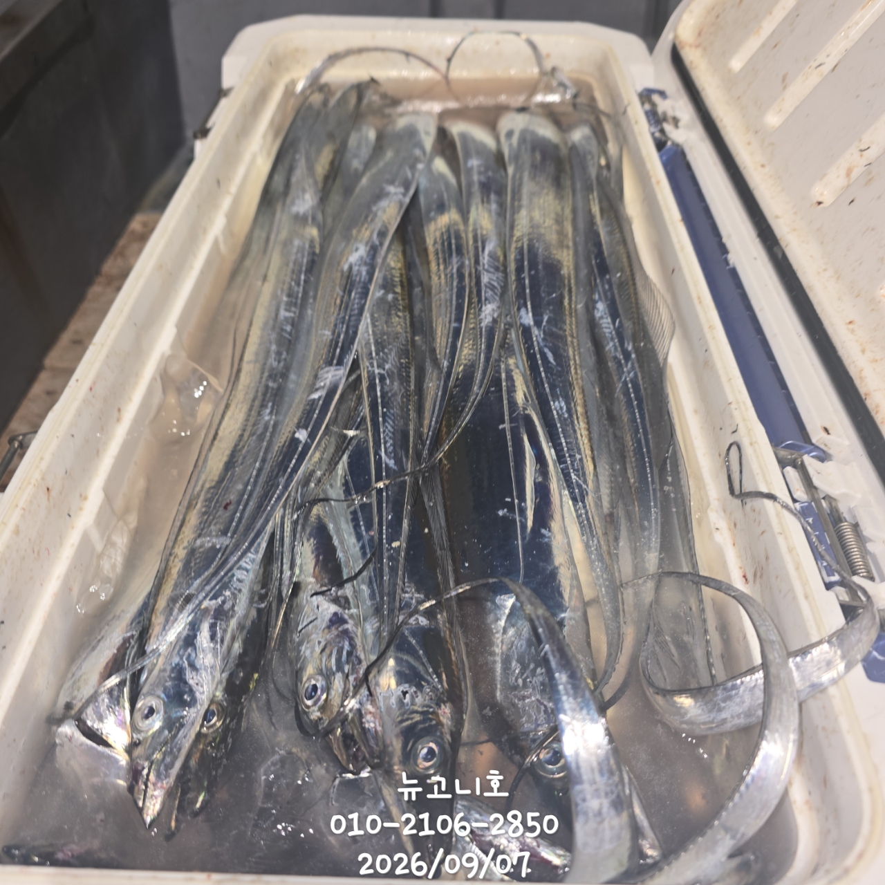 9월 7일 진해 갈치 선상낚시 조황 현장 사진 1