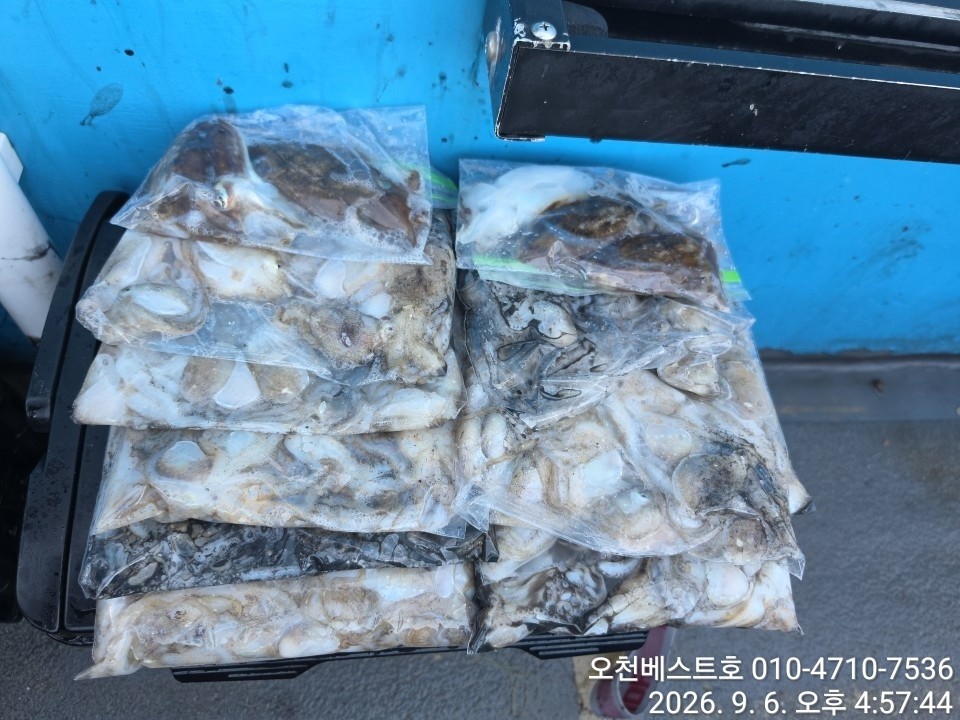 9월 6일 갑오징어 선상낚시 조황 현장 사진 8