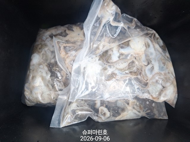 9월 6일 주꾸미 선상낚시 조황 현장 사진 12