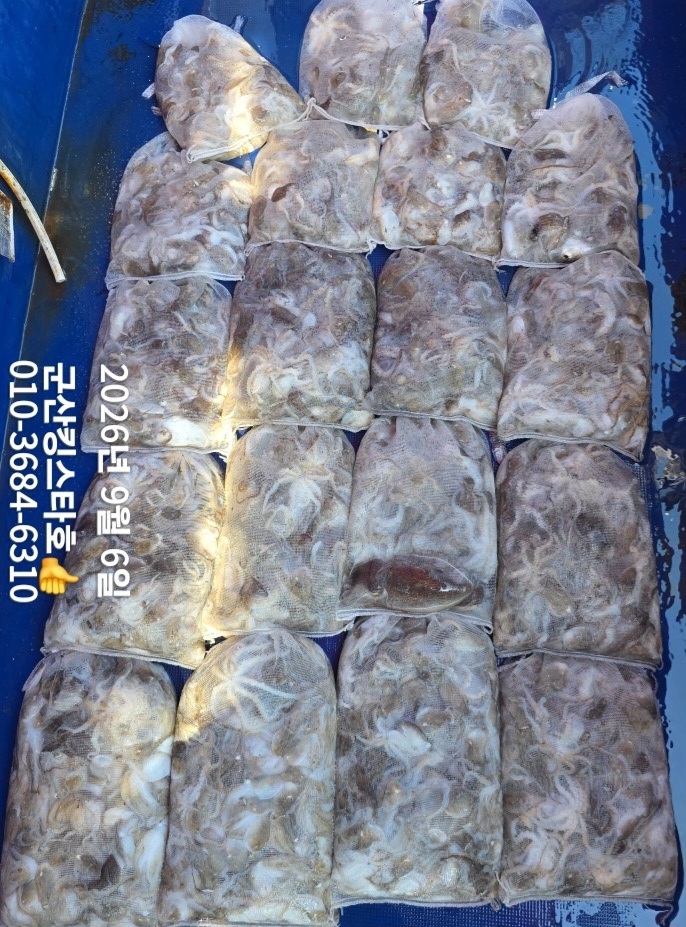 9월 6일 군산 주꾸미 선상낚시 조황 현장 사진 19