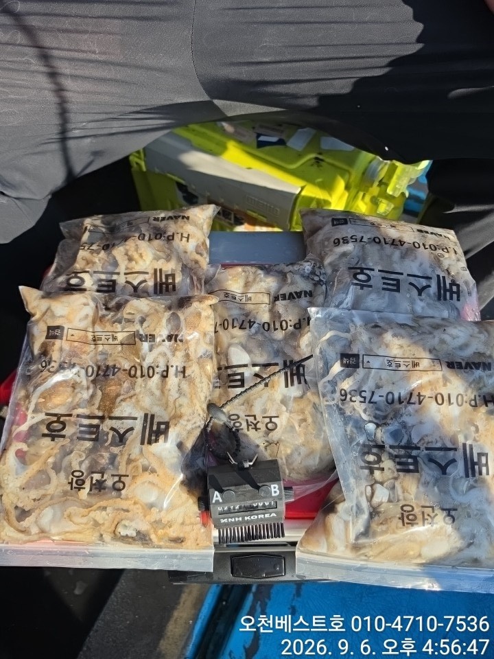 9월 6일 갑오징어 선상낚시 조황 현장 사진 4