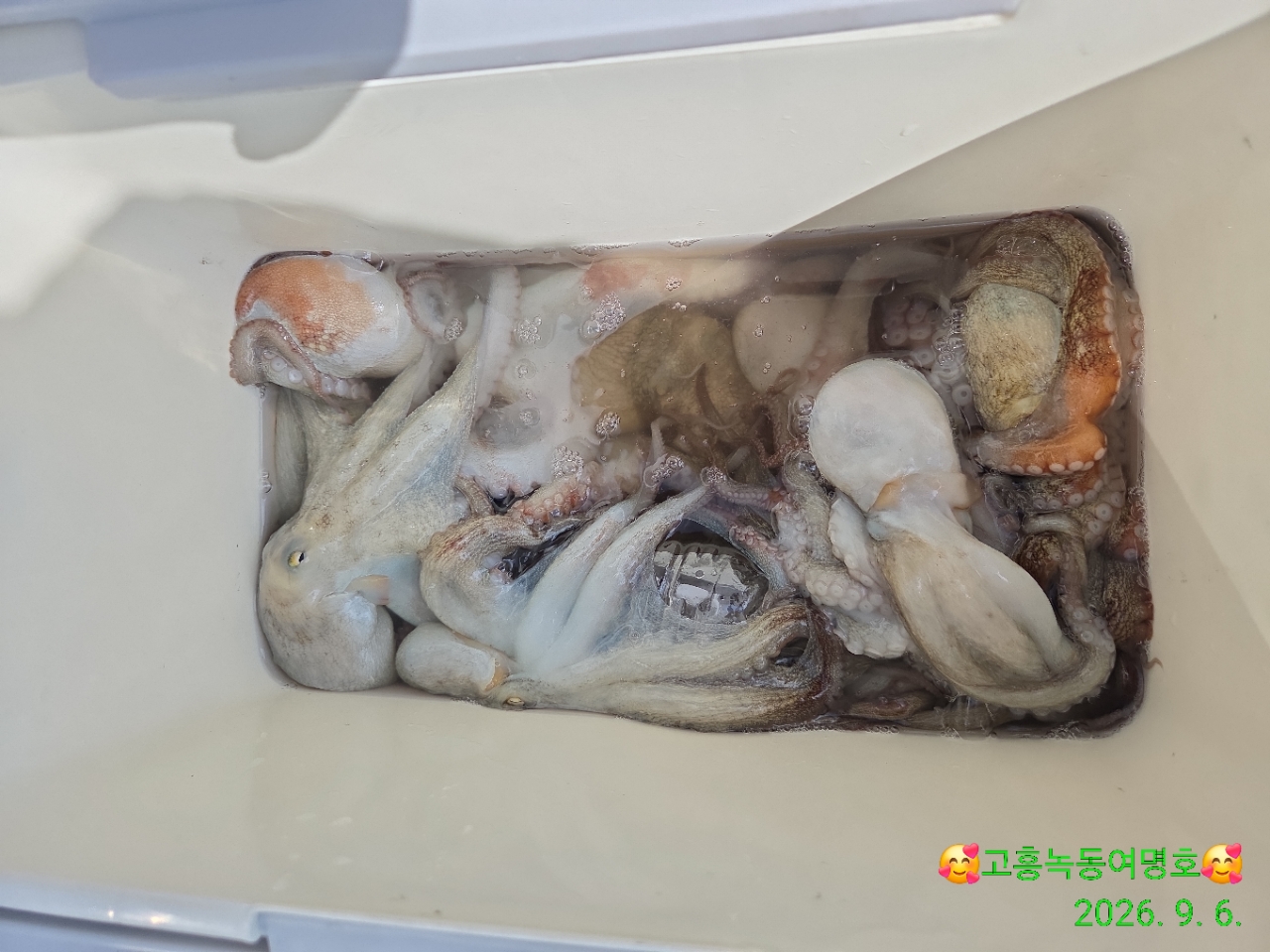9월 7일 고흥 문어 선상낚시 조황 현장 사진 8