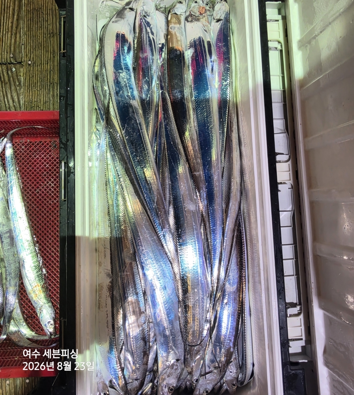 9월 6일 여수 갈치 선상낚시 조황 현장 사진 3