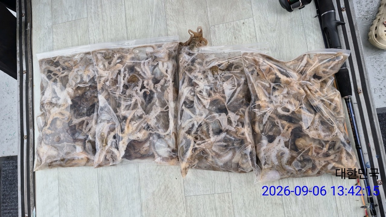 9월 6일 삼천포 문어 선상낚시 조황 현장 사진 4