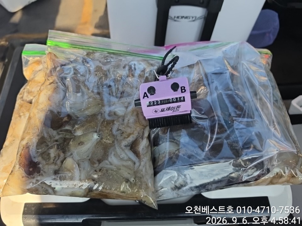 9월 6일 갑오징어 선상낚시 조황 현장 사진 17