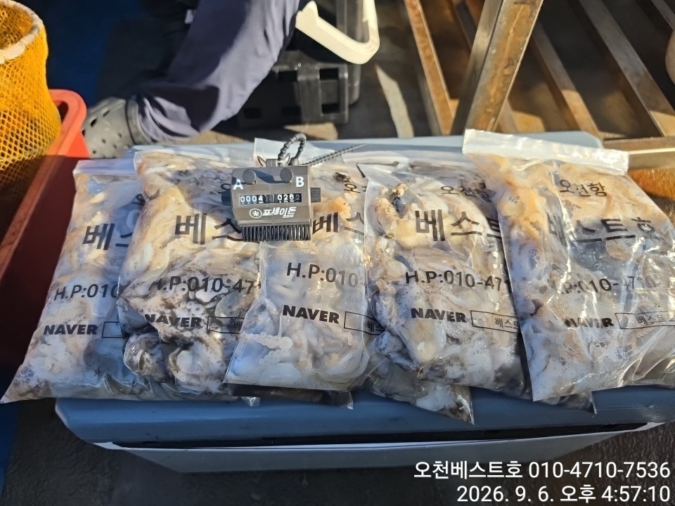 9월 6일 갑오징어 선상낚시 조황 현장 사진 2