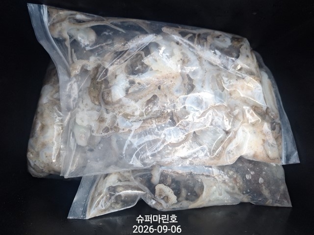9월 6일 주꾸미 선상낚시 조황 현장 사진 11