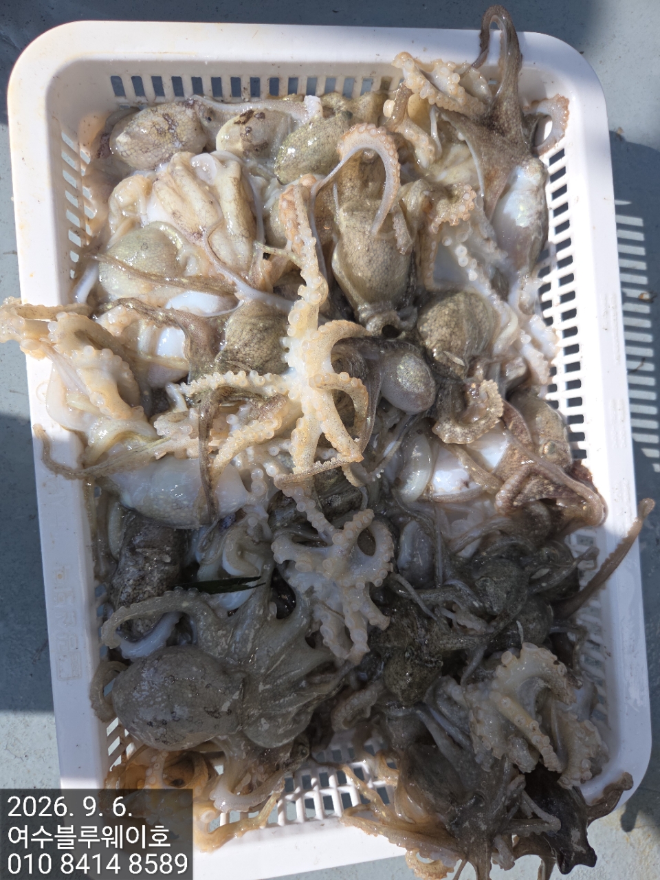 9월 6일 여수 갑오징어 선상낚시 조황 현장 사진 1