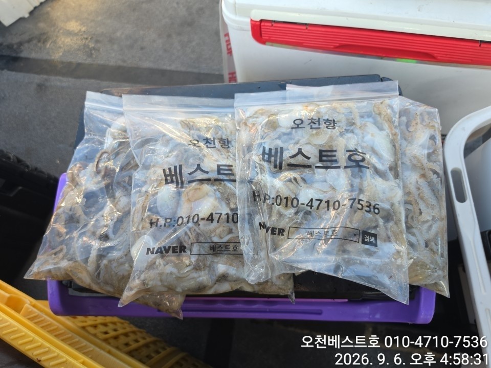 9월 6일 갑오징어 선상낚시 조황 현장 사진 12