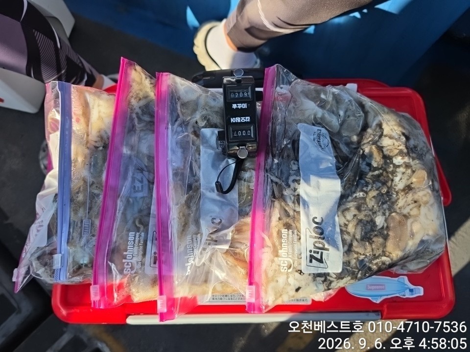 9월 6일 갑오징어 선상낚시 조황 현장 사진 16