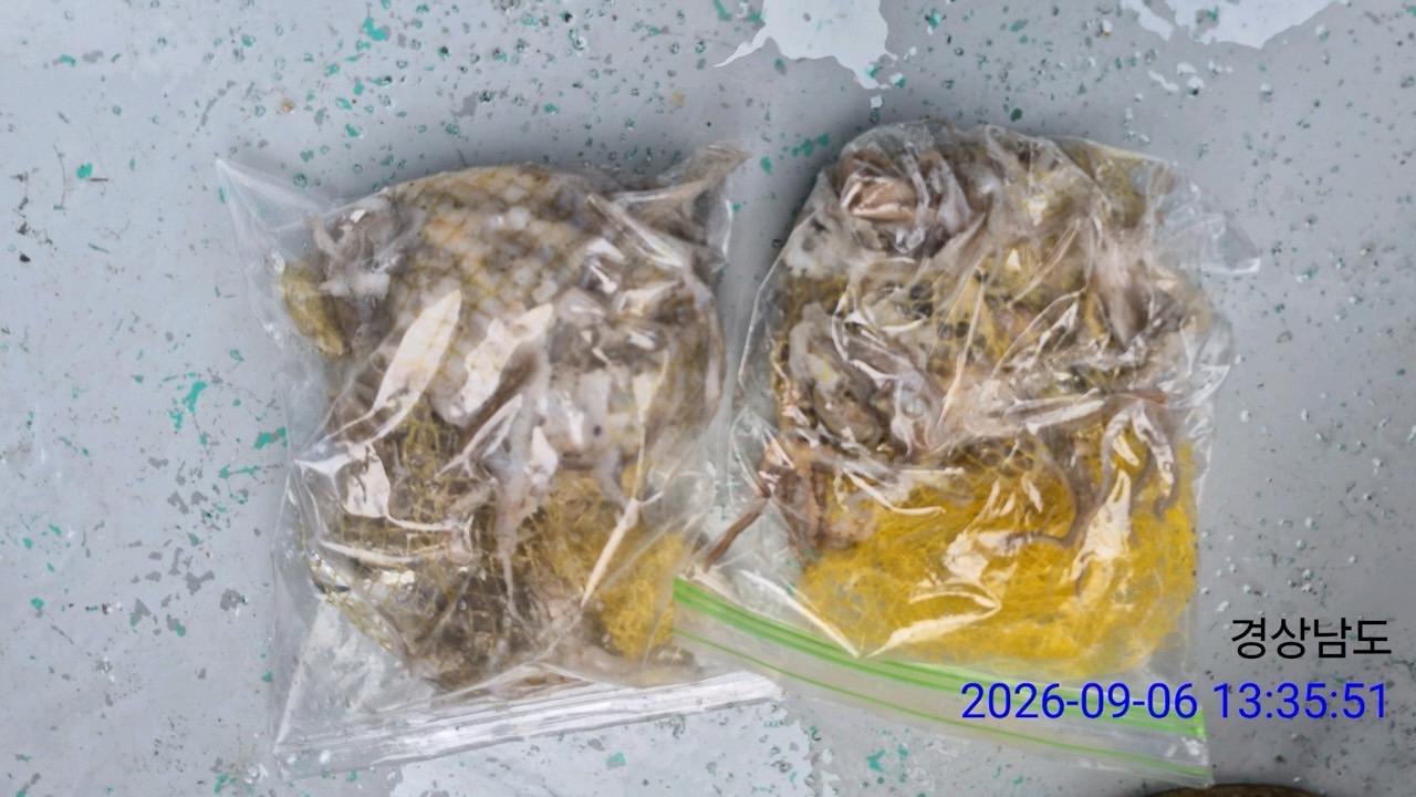 9월 6일 삼천포 문어 선상낚시 조황 현장 사진 5