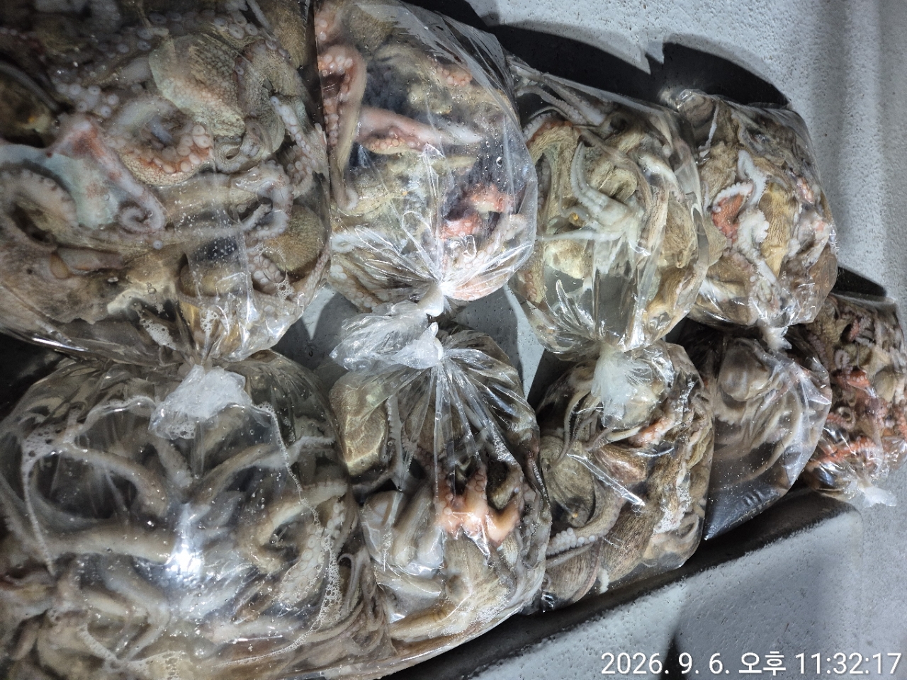 9월 7일 문어 선상낚시 조황 현장 사진 22