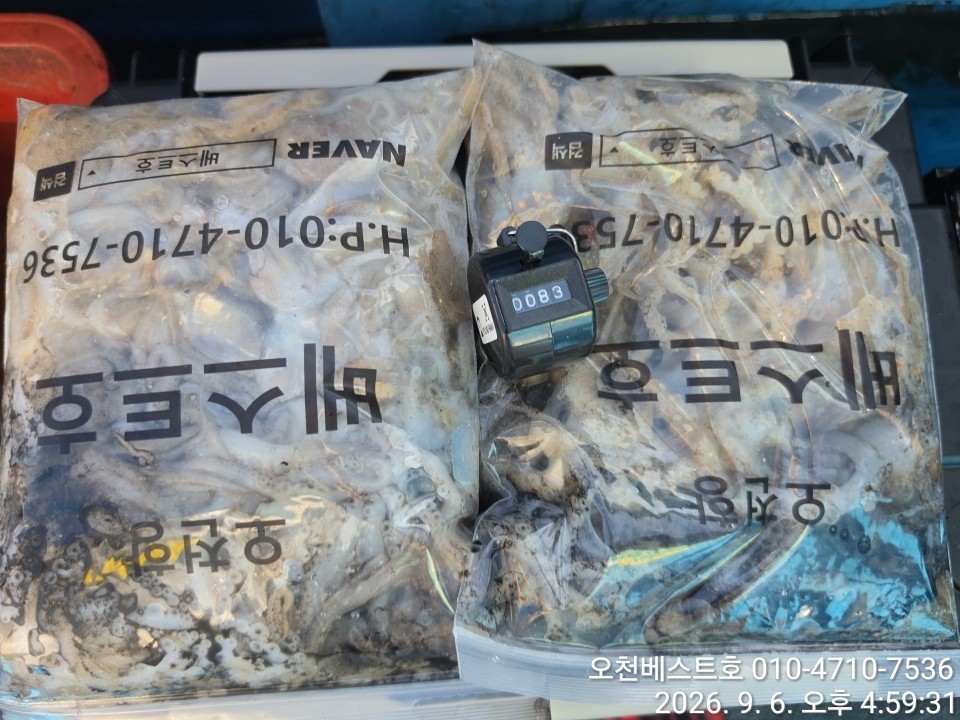 9월 6일 갑오징어 선상낚시 조황 현장 사진 19