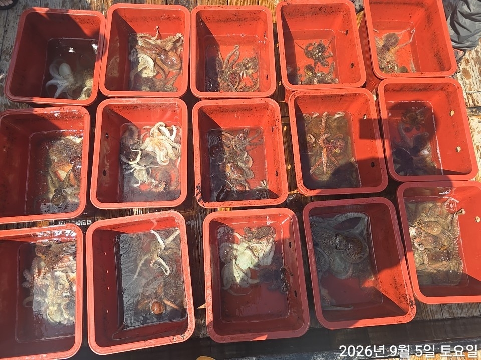 9월 6일 남해 문어 선상낚시 조황 현장 사진 9