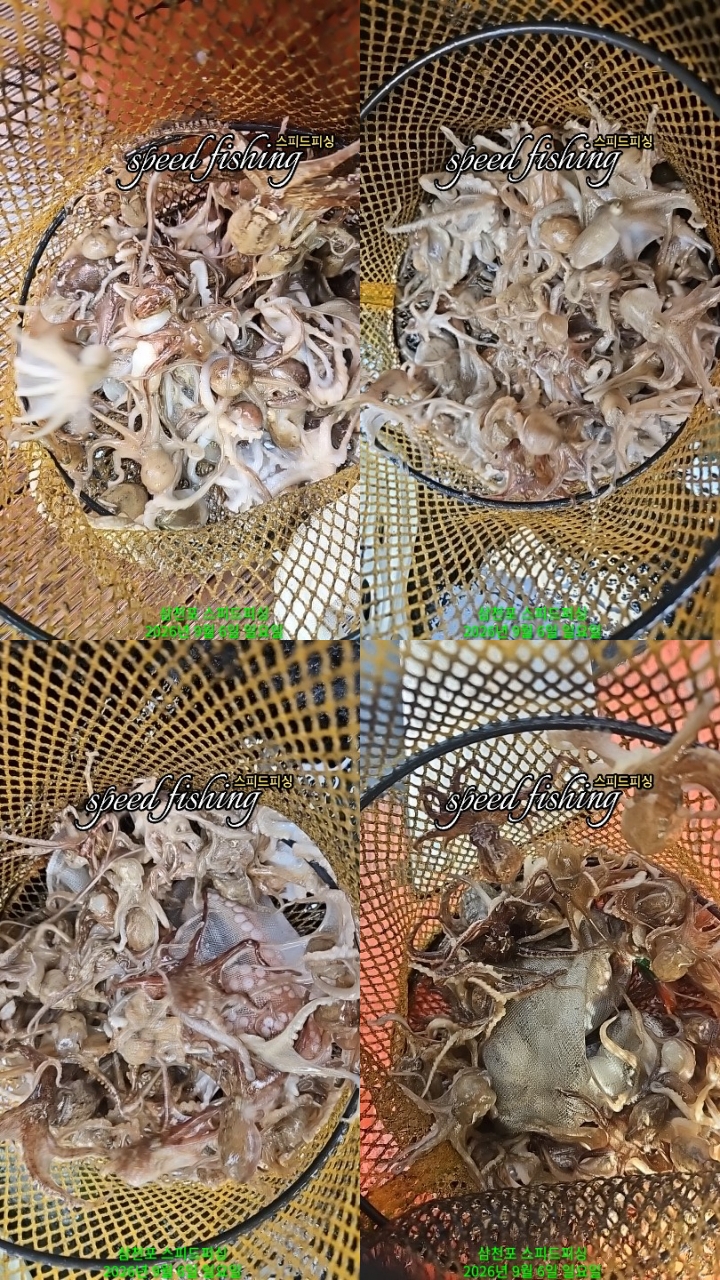 9월 6일 삼천포 주꾸미 선상낚시 조황 현장 사진 3