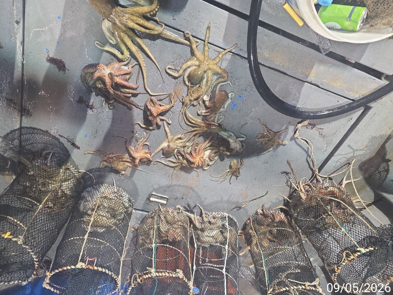 9월 6일 남해 문어 선상낚시 조황 현장 사진 10