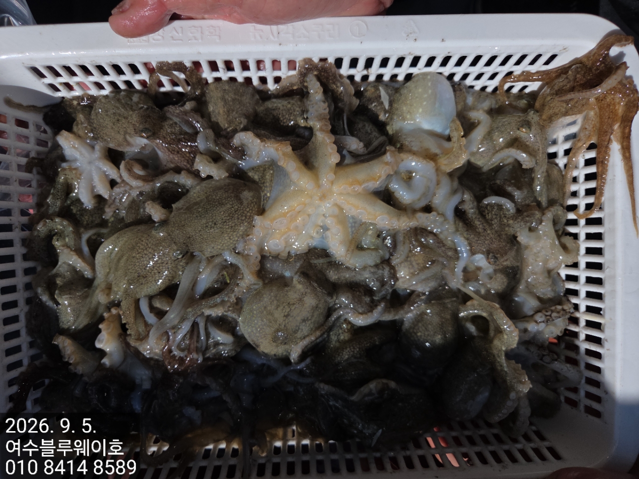 9월 6일 여수 갑오징어 선상낚시 조황 현장 사진 18