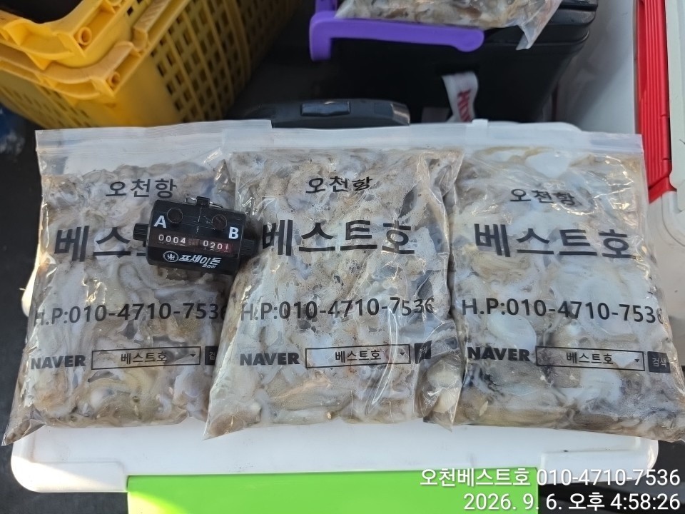 9월 6일 갑오징어 선상낚시 조황 현장 사진 15