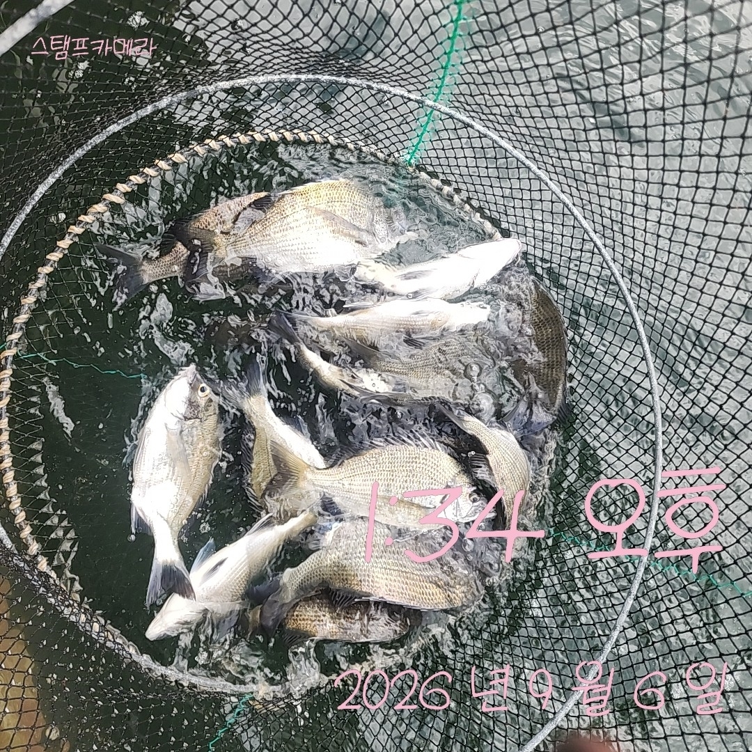 9월 6일 고성 감성돔 선상낚시 조황 현장 사진 2