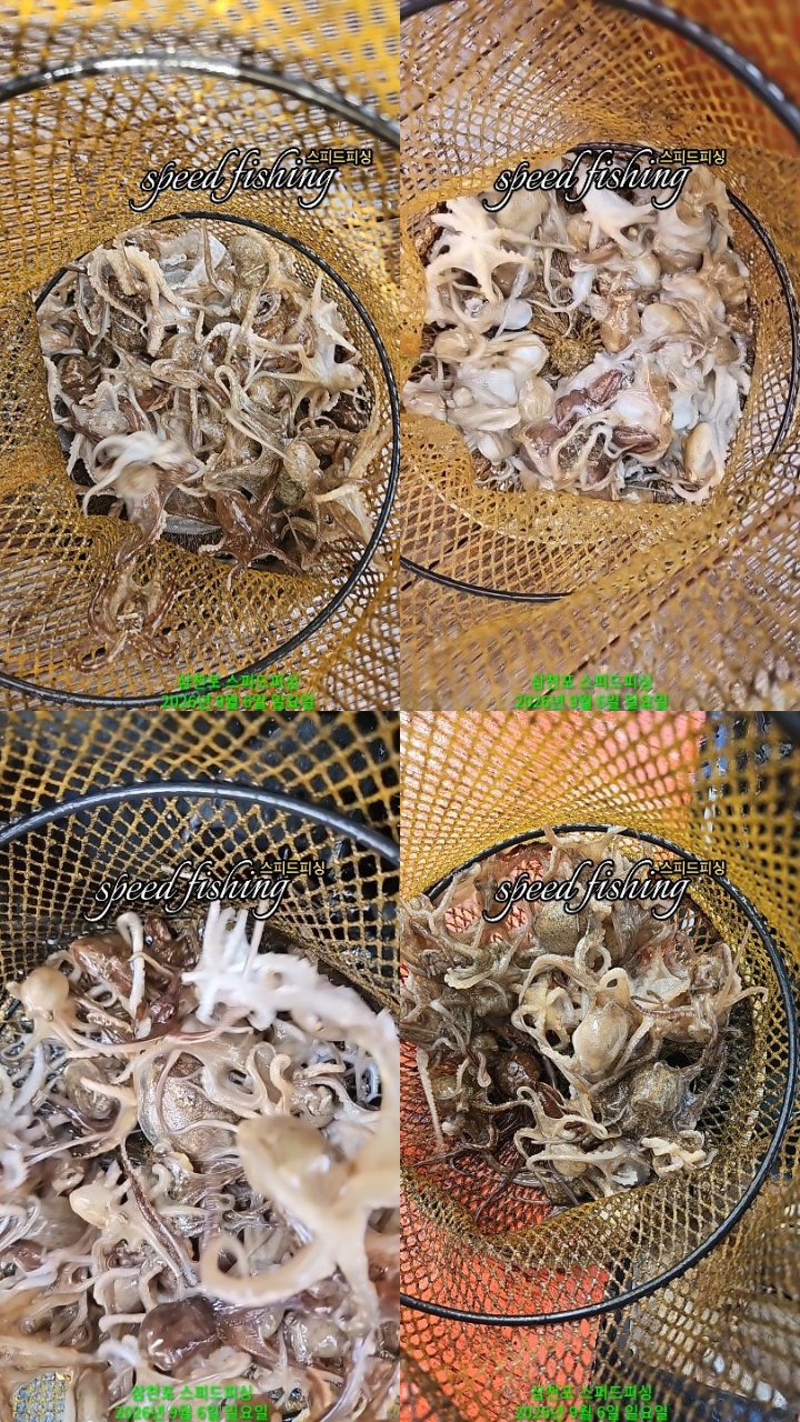 9월 6일 삼천포 주꾸미 선상낚시 조황 현장 사진 4