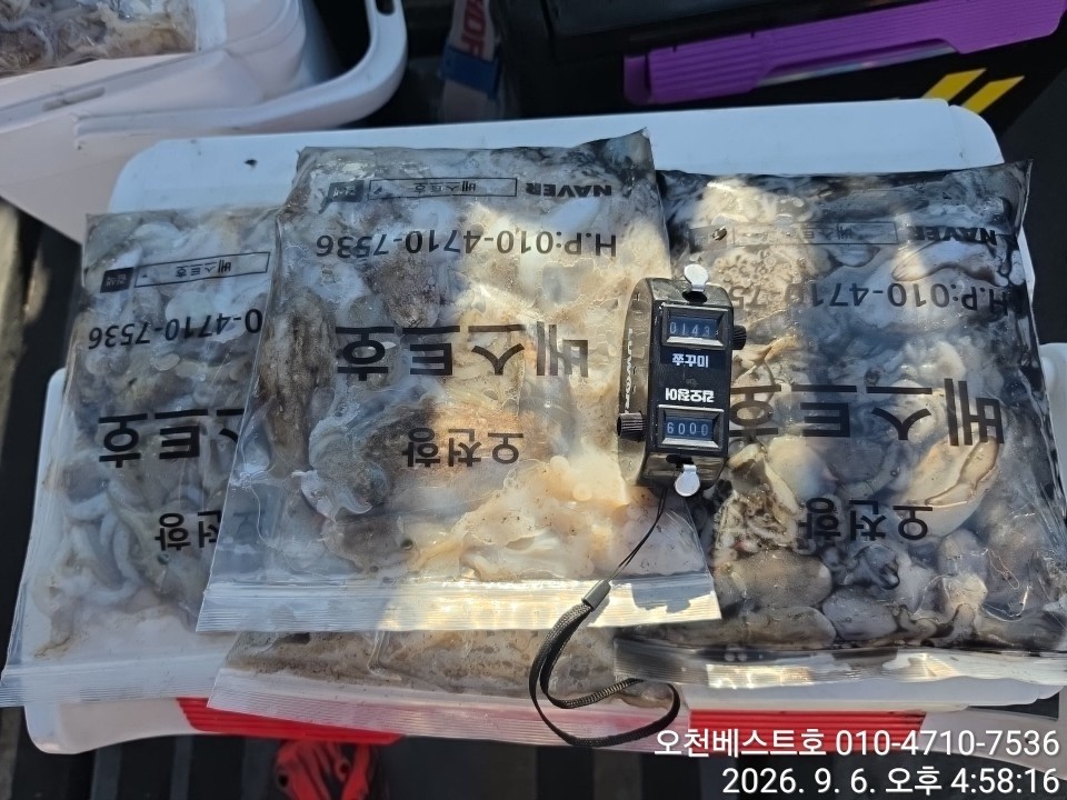 9월 6일 갑오징어 선상낚시 조황 현장 사진 9