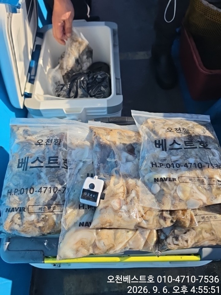 9월 6일 갑오징어 선상낚시 조황 현장 사진 3