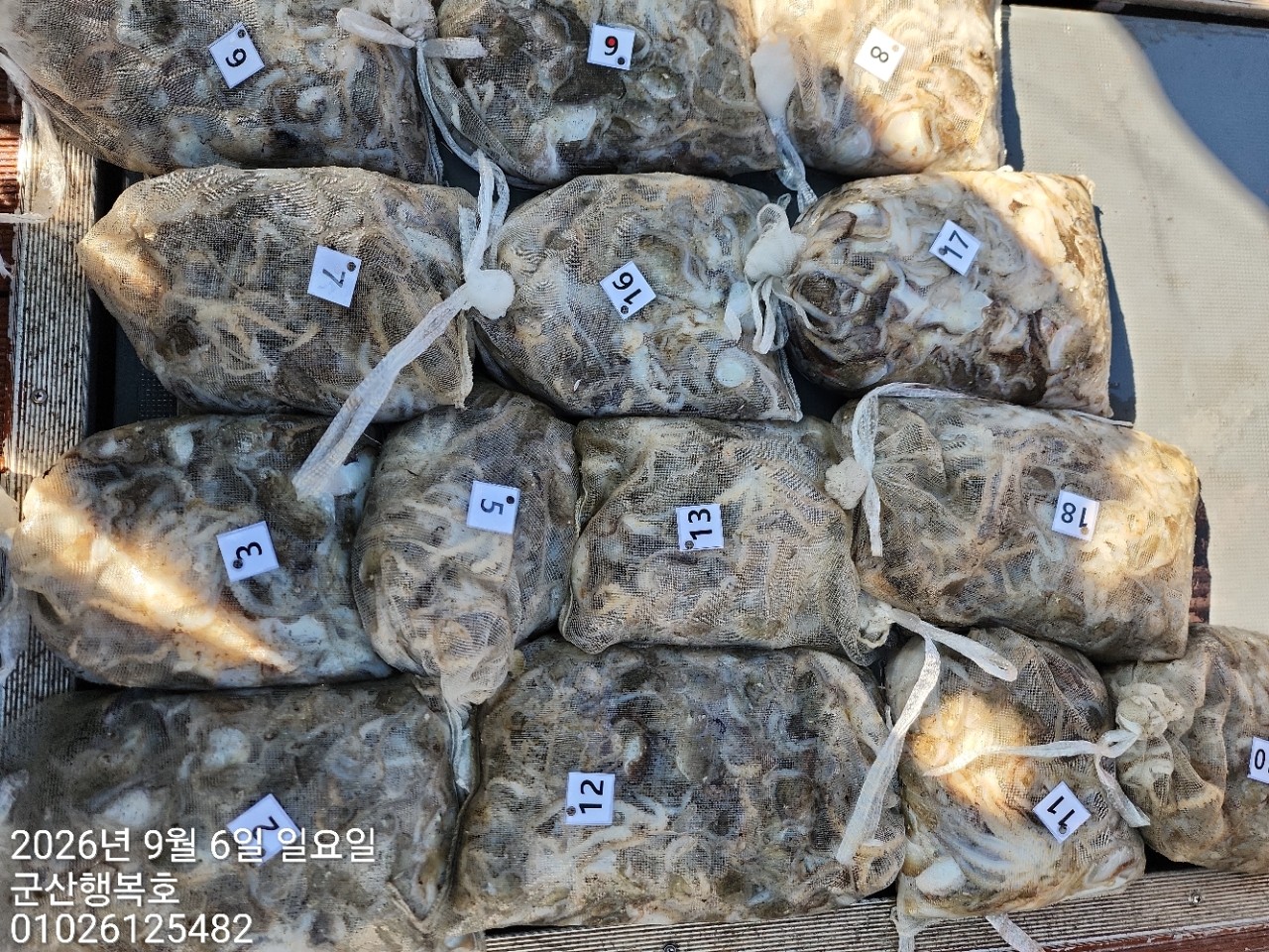 9월 6일 군산 주꾸미 선상낚시 조황 현장 사진 7