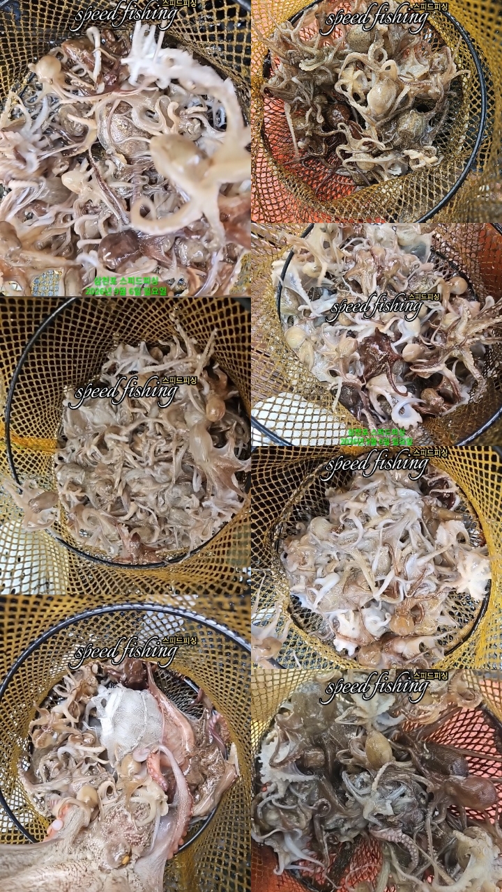 9월 6일 삼천포 주꾸미 선상낚시 조황 현장 사진 7