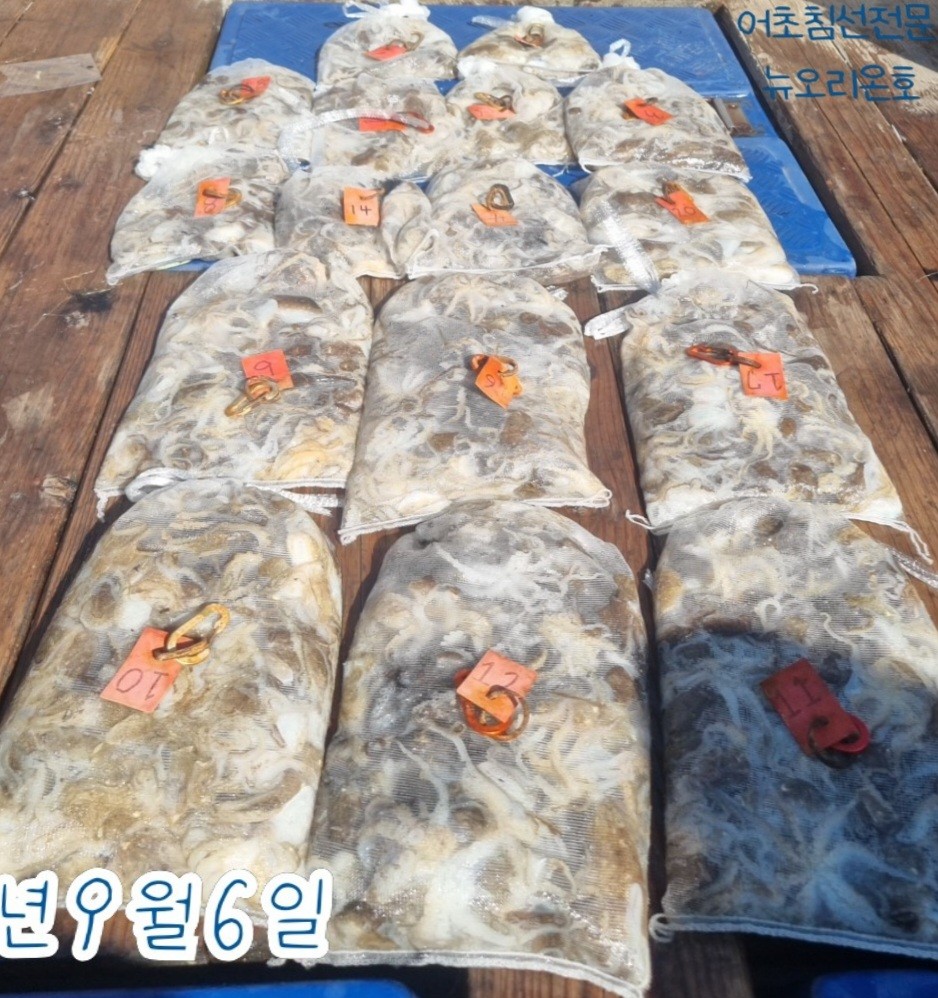 9월 6일 군산 주꾸미 선상낚시 조황 현장 사진 1