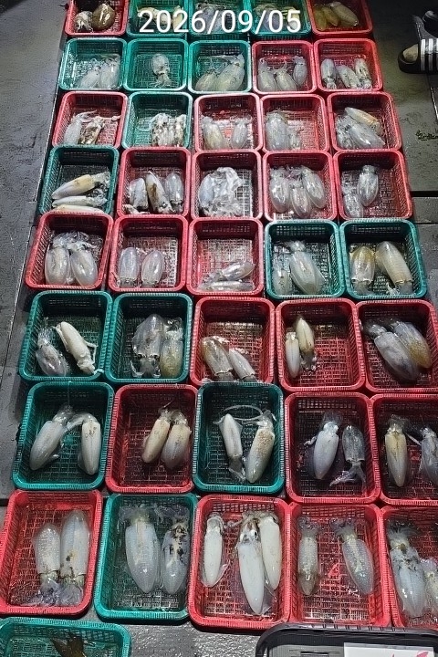 9월 8일 진해 무늬오징어 선상낚시 조황 현장 사진 3