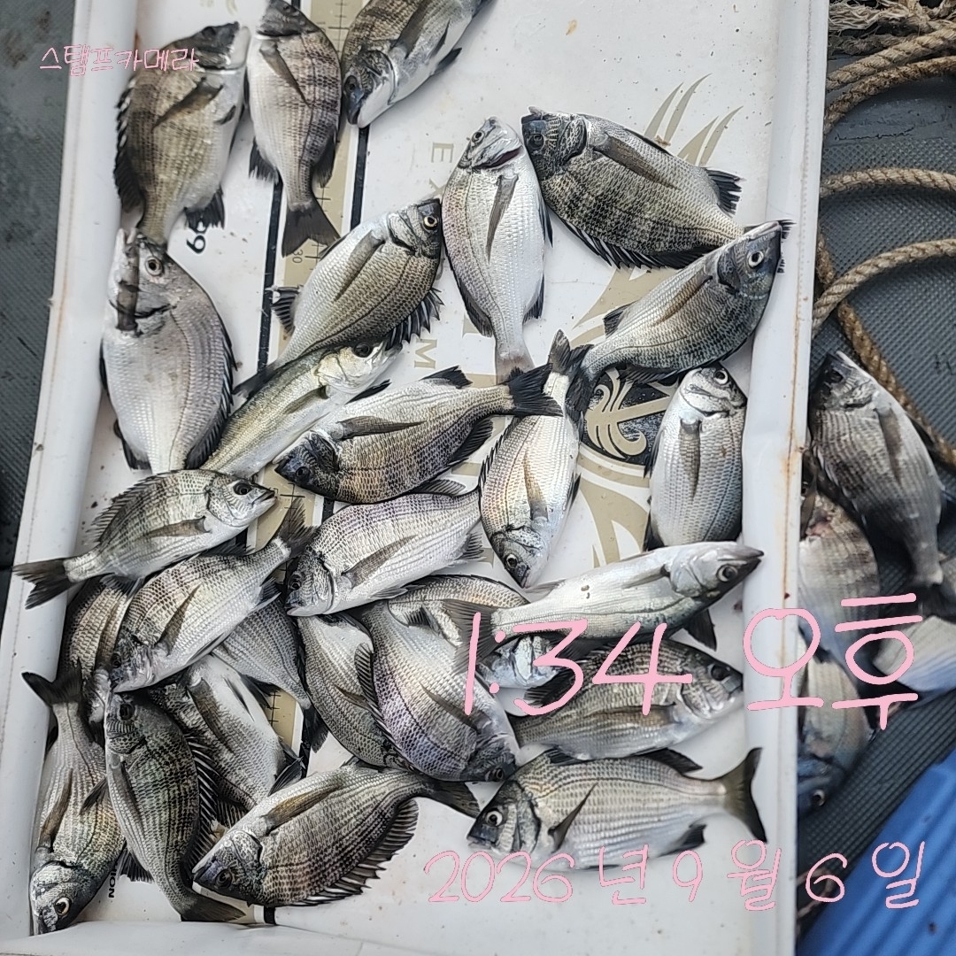 9월 6일 고성 감성돔 선상낚시 조황 현장 사진 1