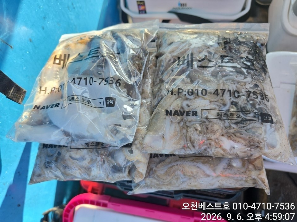 9월 6일 갑오징어 선상낚시 조황 현장 사진 11