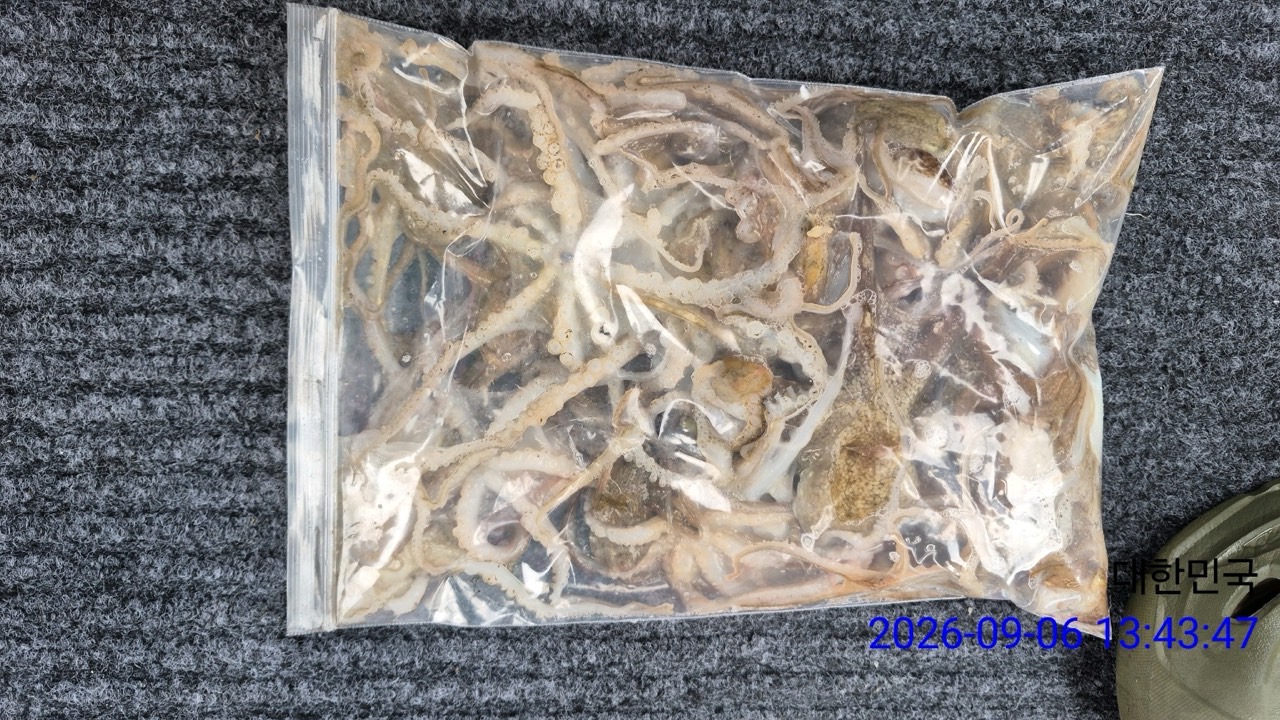 9월 6일 삼천포 문어 선상낚시 조황 현장 사진 3